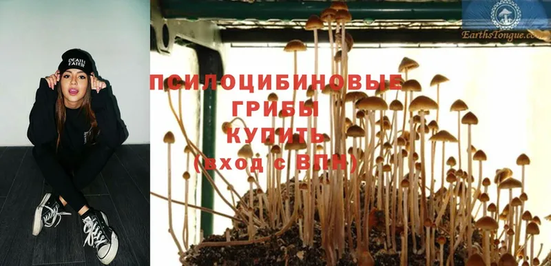 Псилоцибиновые грибы Psilocybine cubensis Петропавловск-Камчатский